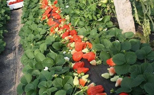 草莓需肥特点及其专用水溶肥特点和优势